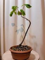 paarden kastanje bonsai in grote bonsaischaal - Hoogte, Antiek en Kunst