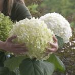 Hortensia Strong Annabelle, Limelight, Little Lime,