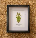 wandelend blad Taxidermie volledige montage - Phyllium, Antiek en Kunst, Curiosa en Brocante