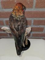 Witrug lorrie Taxidermie volledige montage - Pseudeos, Verzamelen, Dierenverzamelingen, Nieuw