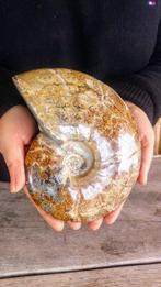 Ammoniet - Gefossiliseerd dier - Aioloceras (Cleoniceras), Verzamelen, Mineralen en Fossielen