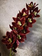 Orchidee Cymbidium Zijdenbloem Purple 96 cm per stuk, Ophalen of Verzenden, Nieuw