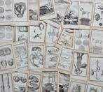 Georges-Louis Leclerc, conte di Buffon - Lot of +50 plates