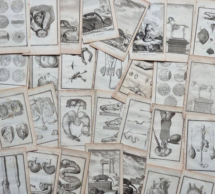 Georges-Louis Leclerc, conte di Buffon - Lot of +50 plates, Antiek en Kunst, Antiek | Boeken en Bijbels