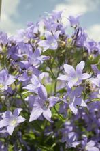 Klokjesbloem Campanula lactiflora Prichards Variety 5-10