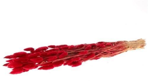Lagurus Ovatus Pluimgras Graspluimen in hoes Rood 100 gram, Huis en Inrichting, Woonaccessoires | Kunstplanten en Kunstbloemen