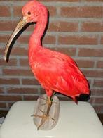 rode ibis Taxidermie volledige montage - Eudocimus ruber-, Verzamelen, Dierenverzamelingen, Nieuw