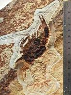 Delicaat langoest onder rode rotsen - Gefossiliseerd dier -, Verzamelen