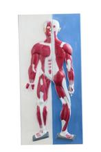 Anatomisch model spieren 3D wandplaat  (met stevige, Diversen, Verpleegmiddelen, Nieuw, Verzenden