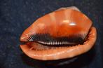 Zeeslak Zeeschelp - S-104 CASSIS RUFA (Zonder minimumprijs), Nieuw