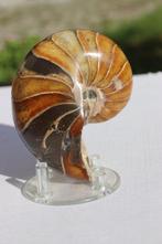 Nautilus - Gefossiliseerd dier - 10.5 cm - 7.5 cm