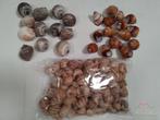 Shell Pila Ampullacea 4+ cm 12 stuks schelpen, Hobby en Vrije tijd, Knutselen, Ophalen of Verzenden, Nieuw