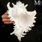 Extra grote specimen. XXL - Guinness Record Size. Ramose, Verzamelen