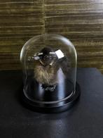 Bruin Eendje in Stolp Taxidermie Opgezette Dieren By Max, Ophalen of Verzenden, Nieuw, Vogel, Opgezet dier