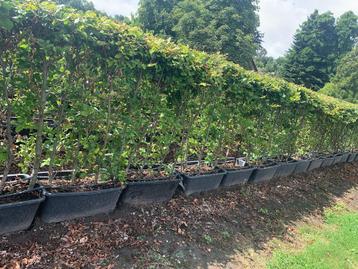 Fagus Sylvatica- Beuken kant-en-klaar haag -GOEDKOOP beschikbaar voor biedingen