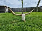 Langhoorn Schedel - XXL 159cm Longhorn Bull Skull - 0 cm -, Nieuw