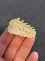Haai - Fossiele tand - Notidanidon Loozi - 4.5 cm, Verzamelen, Mineralen en Fossielen