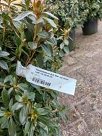 Rhododendron (AJ) Madame. Van Hecke, Tuin en Terras, Planten | Bomen, Ophalen