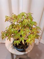 Japanese maple bonsai (Acer palmatum) - Hoogte (boom): 25 cm