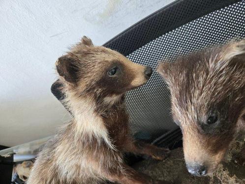 Gewone wasbeerhond Taxidermie wandmontage - Nyctereutes, Verzamelen, Dierenverzamelingen