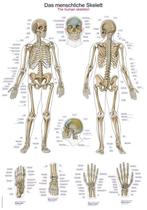 Anatomie poster skelet (kunststof-folie, 70x100 cm), Nieuw, Verzenden