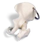 Anatomie model sleutelhanger bekken en heupgewricht (7 c..., Nieuw