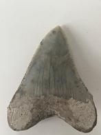 Megalodon tand 6,2 cm - Fossiele tand - Carcharocles, Antiek en Kunst