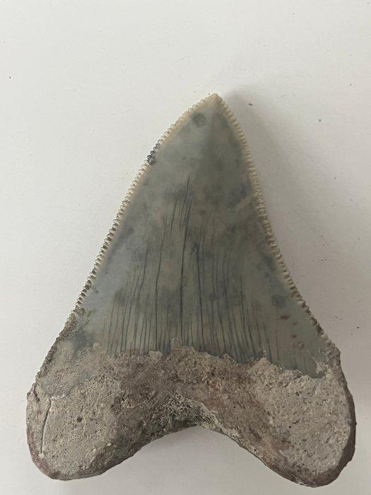 Megalodon tand 6,2 cm - Fossiele tand - Carcharocles, Antiek en Kunst, Curiosa en Brocante
