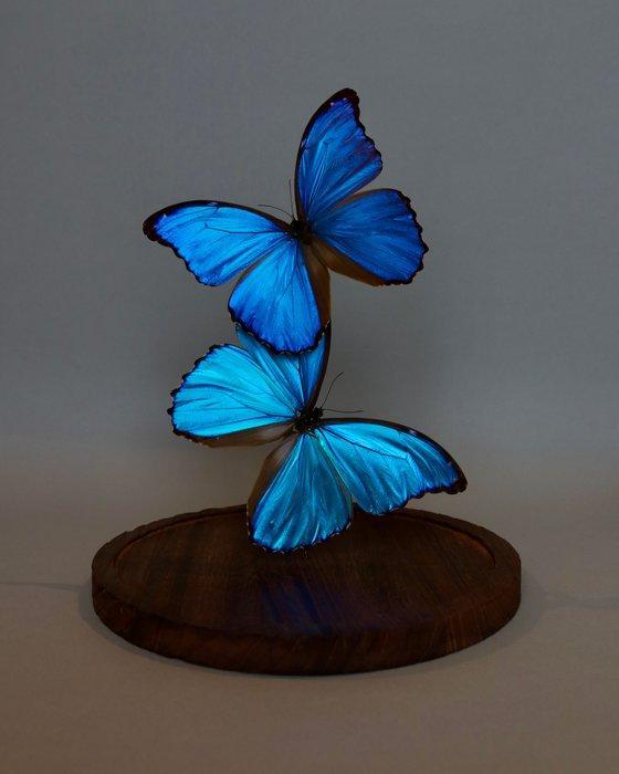 Vlinder Taxidermie volledige montage - Morpho didius - 30 cm, Antiek en Kunst, Curiosa en Brocante