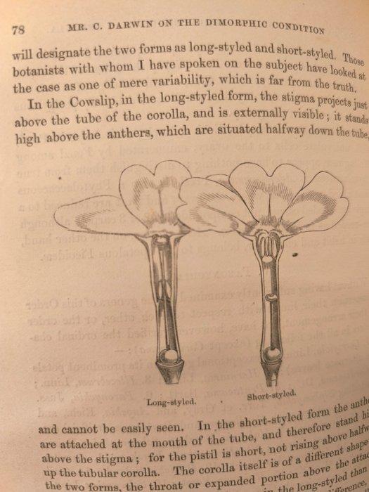 Darwin Charles, Francis Darwin, Daniel Oliver et al -, Antiek en Kunst, Antiek | Boeken en Bijbels