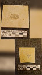 krab, mossel, vis - Gefossiliseerd dier - Eryma