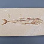 Fossiele vis - Fossiel skelet - Eurypholis boissie - 187 mm