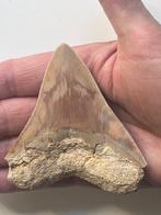 Megalodon tand 9,0 cm - Fossiele tand - Carcharocles
