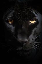 Arnold Mariashin - Zoo 21 - XL - No reserve, Antiek en Kunst