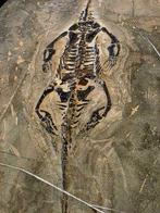 Keichousaurus hui - Fossiel skelet - Keichousaurus hui, Verzamelen, Mineralen en Fossielen