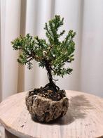 Jeneverbes bonsai (Juniperus) - Hoogte (boom): 15 cm -, Antiek en Kunst