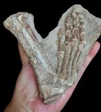 Fossiel bot - Psittacosaurus hind legs - 16,5 cm - 14 cm