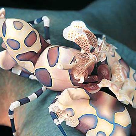 Hymenocera Picta (Harlekijngarnaal), Dieren en Toebehoren, Vissen | Aquaria en Toebehoren, Ophalen of Verzenden
