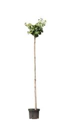 Bol Japanse noot Ginkgo biloba Mariken h 210 cm st. omtrek 8, Tuin en Terras, Planten | Bomen, Verzenden