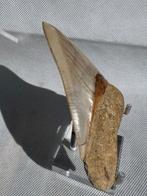 Megalodon - Fossiele tand - Carcharocles megalodon - 10.9 cm, Verzamelen, Mineralen en Fossielen