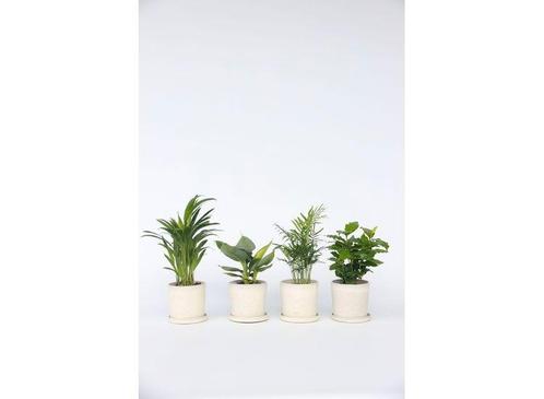 Mix van 4 Trendy Kamerplanten, Huis en Inrichting, Kamerplanten, Verzenden