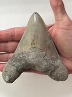 Megalodon tand 12,2 cm - Fossiele tand - Carcharocles, Verzamelen, Mineralen en Fossielen