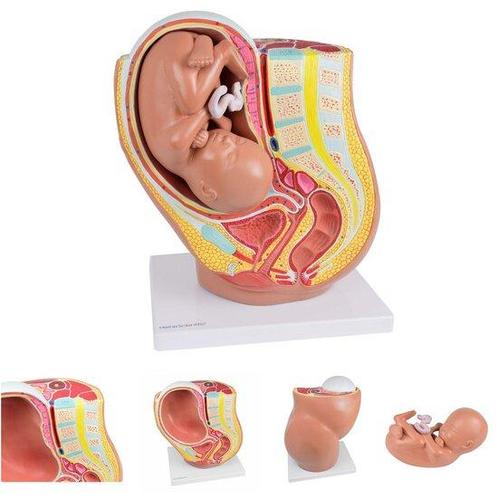 Anatomie model zwangerschap (40 weken), Sport en Fitness, Overige Sport en Fitness, Verzenden