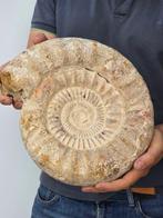 Ammoniet - Gefossiliseerde schelp - 30 cm, Verzamelen, Mineralen en Fossielen