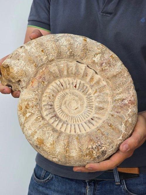 Ammoniet - Gefossiliseerde schelp - 30 cm, Verzamelen, Mineralen en Fossielen