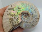 Iridescente Ammoniet Cleoniceras Besairei tweepant -, Verzamelen, Mineralen en Fossielen