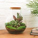 DIY terrarium - Teddy -  26,5 cm - Rake + Shovel, Verzenden