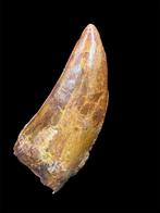 Carcharodontosaurus - Fossiele tand - Carcharodontosaurus, Verzamelen, Mineralen en Fossielen