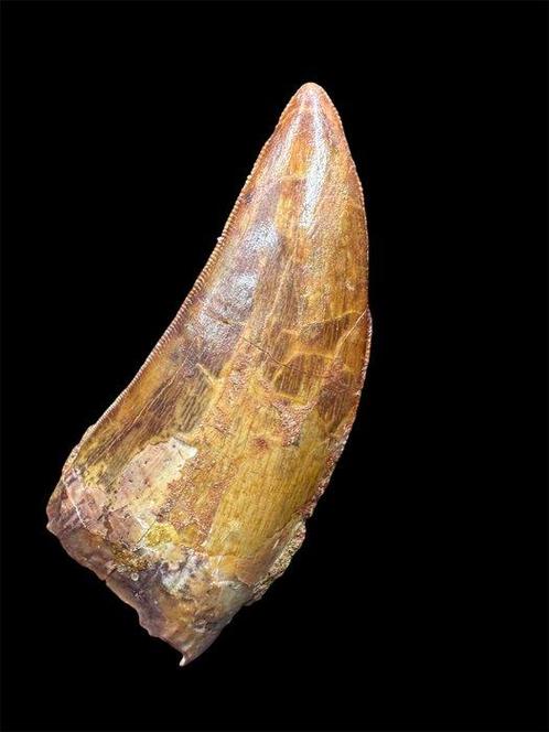Carcharodontosaurus - Fossiele tand - Carcharodontosaurus, Verzamelen, Mineralen en Fossielen