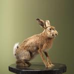 Haas Taxidermie Opgezette Dieren By Max, Ophalen of Verzenden, Nieuw, Wild dier, Opgezet dier